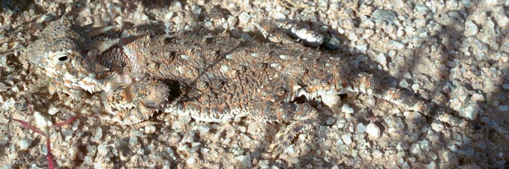 Hank Jorgensen Photo