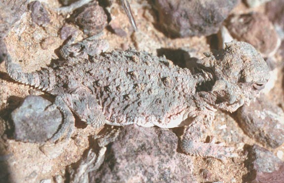 Hank Jorgensen Photo