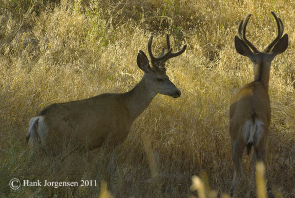 Hank Jorgensen Photo