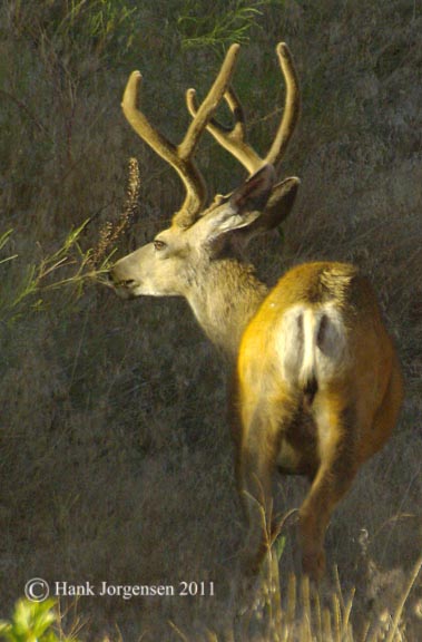 Hank Jorgensen Photo