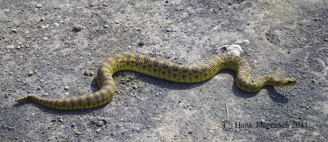 Hank Jorgensen Photo