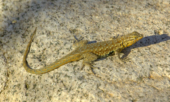 Hank Jorgensen Photo