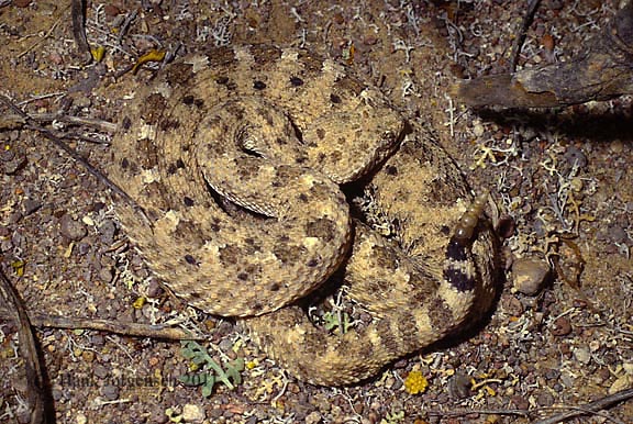 Hank Jorgensen Photo