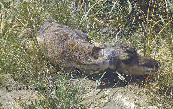 Hank Jorgensen Photo