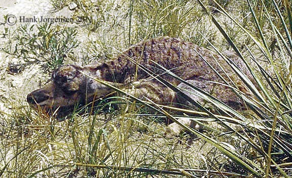 Hank Jorgensen Photo