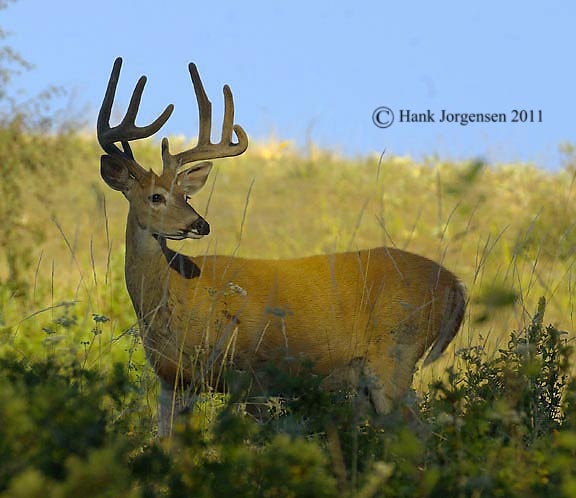 Hank Jorgensen Photo