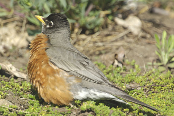 American robin (male)