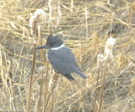 Belted kingfisher (female)