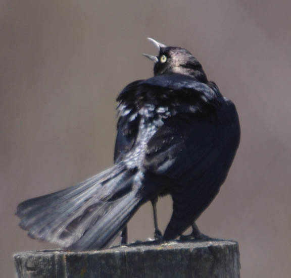 Brewer's blackbird (male)