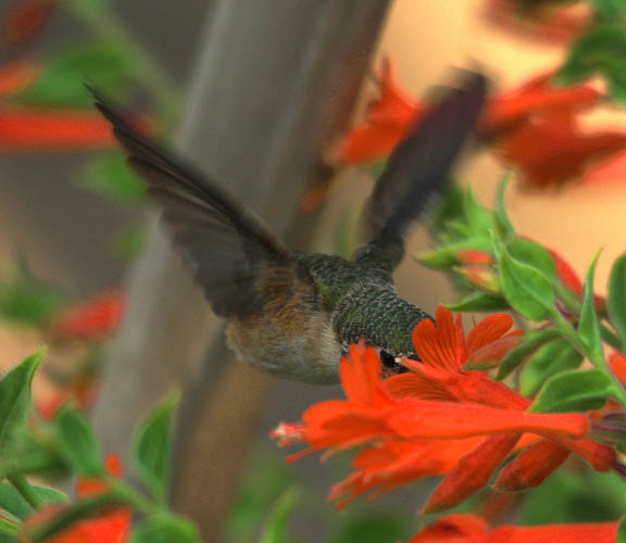 Calliope hummingbird (female)