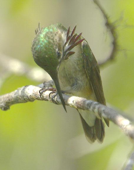 Calliope hummingbird (male)