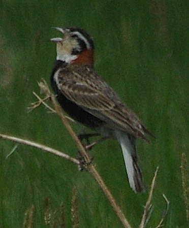 Chestnut-collared longspur (male)