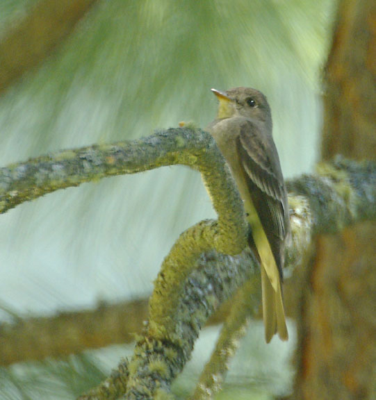 Cordilleran flycatcher