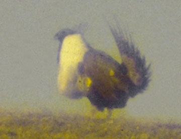 Greater sage grouse (male)
