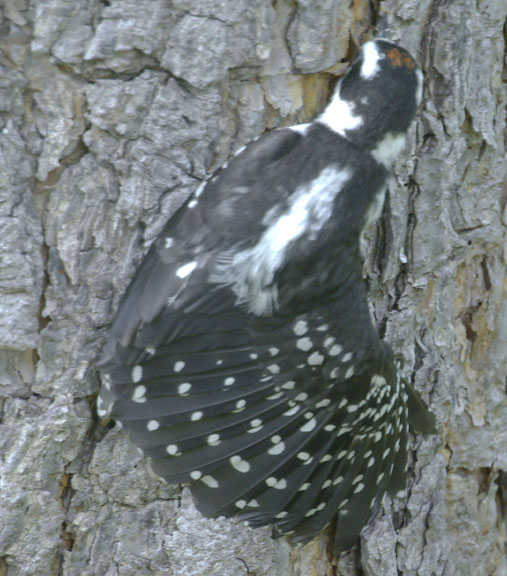 Hairy woodpecker (female)