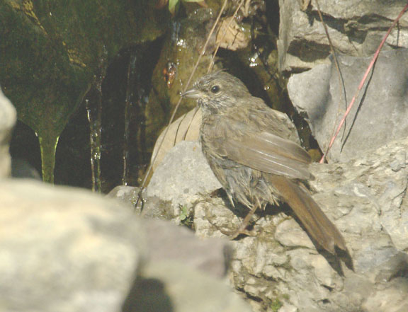 Lincoln's sparrow