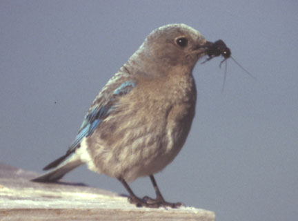 Mountain bluebird (female)