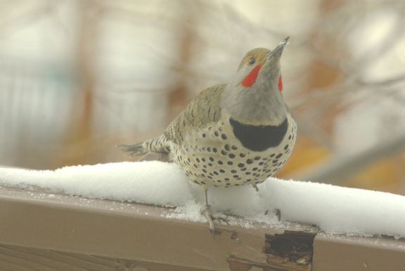 Northern flicker (red-shafted) (male)