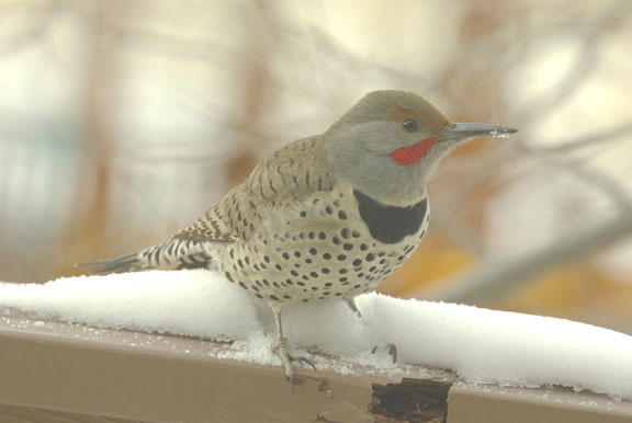 Northern flicker (red-shafted) (male)