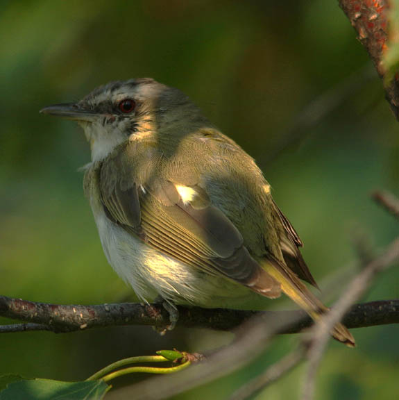 Red-eyed vireo