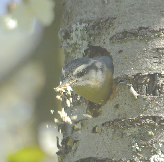 Red breasted nuthatch