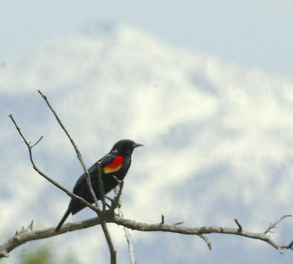 Red-winged blackbird (male)