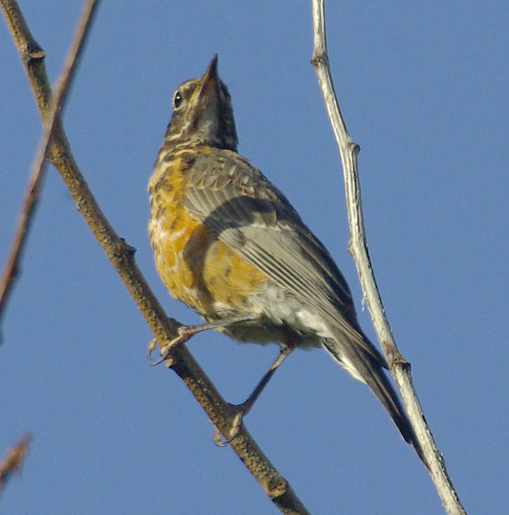 American robin (female)