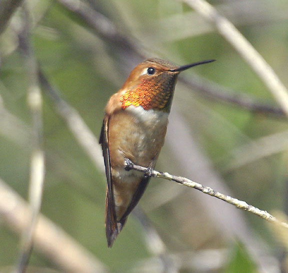 Rufous hummingbird (male)