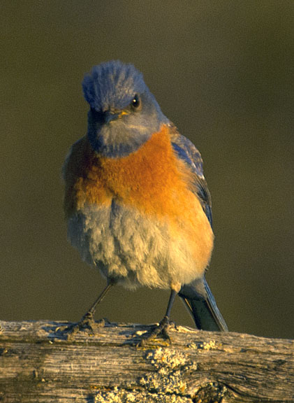 Western bluebird (male)