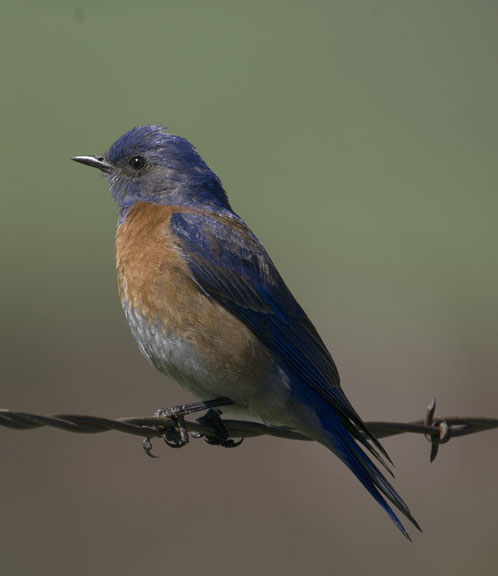 Western bluebird (male)