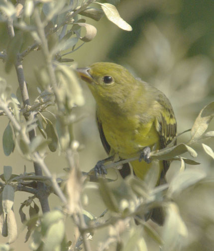 Western tanager (female)