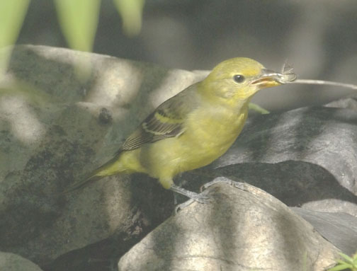 Western tanager (female)