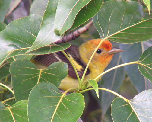 Western tanager (male)