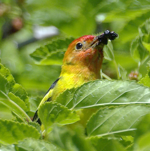Western tanager (male)