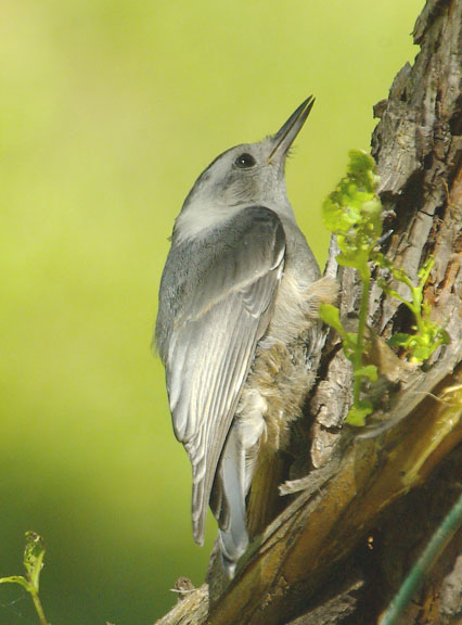 White-breasted nuthatch