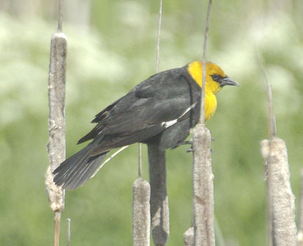 Yellow-headed blackbird (male)