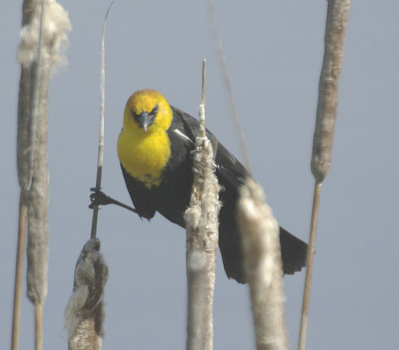 Yellow-headed blackbird (male)