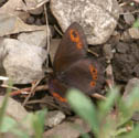 Common alpine