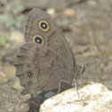 Common wood nymph