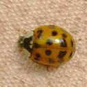 Asian multicolored lady beetle