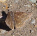 Pacuvius duskywing