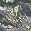 Pale swallowtail