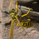 Umbrella (paper) wasps