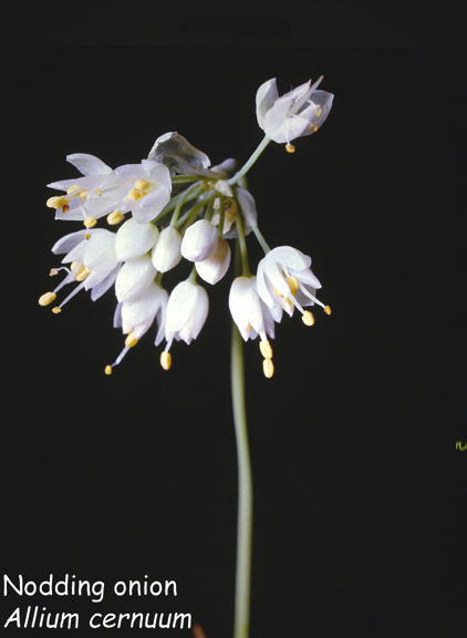 Allium cernuum