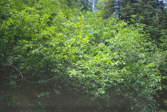 Alnus viridis