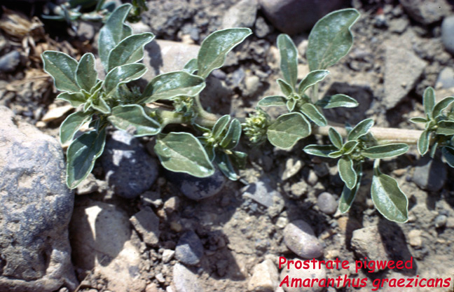 Amaranthus graezicans