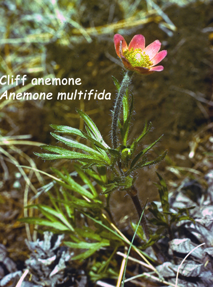 Anemone multifida Poir