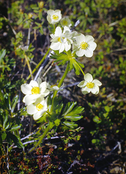 Anemone parviflora Michx.
