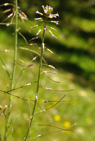 Arabis sparsiflora var.subvillosa