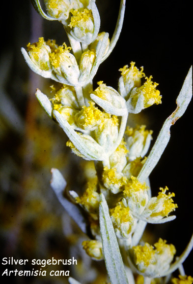Artemisia cana
